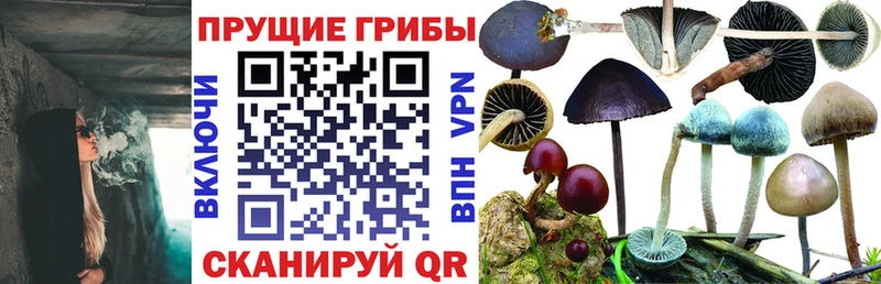 наркотики  Орск  Галлюциногенные грибы Cubensis 